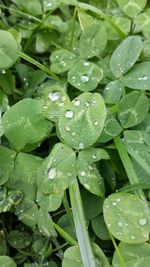 Close-up of water drops on leaf