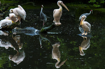 Sarus cranes with pink-backed pelicans in calm lake at forest