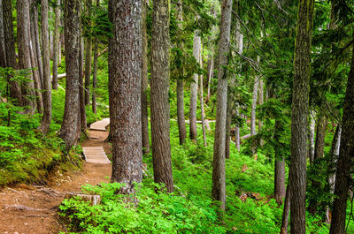 Pine trees in forest