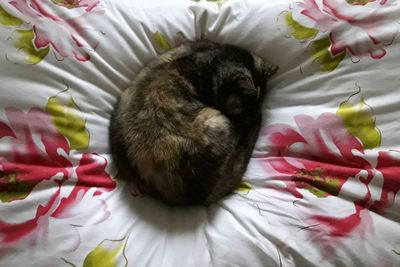 High angle view of cat relaxing on bed