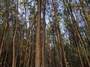 Low angle view of bamboo trees in forest