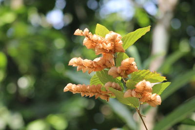 Close-up of wilted flowering plant