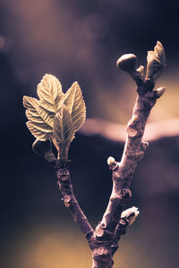 Close-up of flowering plant against sky
