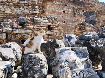 View of cat on wall