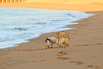 Dogs on beach