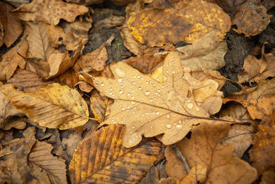 Dry leaves on field