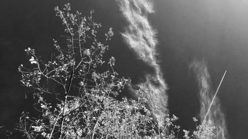 Low angle view of trees against sky