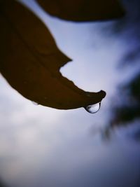 Low angle view of leaf against sky