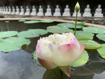 Close-up of lotus water lily in pond