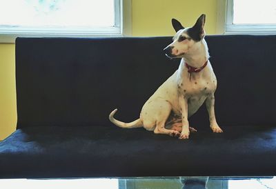 Dog looking away