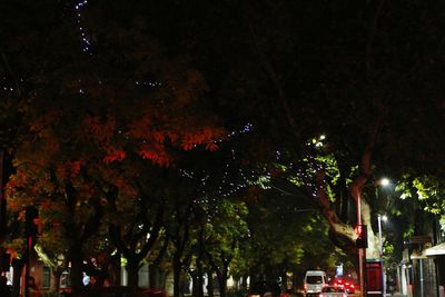 Trees by illuminated street in city at night