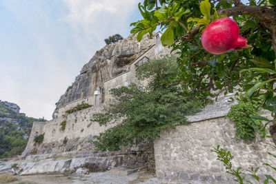 Low angle view of fruits growing on tree against building