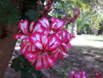 Close-up of pink flower