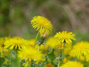 Close-up of yellow flower
