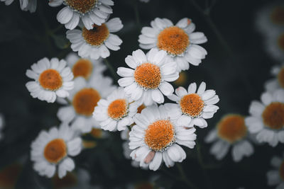 Close-up of white daisy flowers