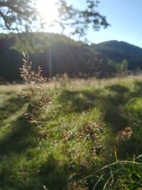 Close-up of plants growing on land