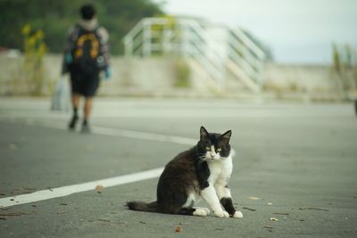 Cat living in nitoda port, tashirojima island