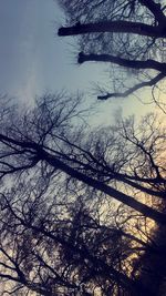 Bare tree against sky during winter