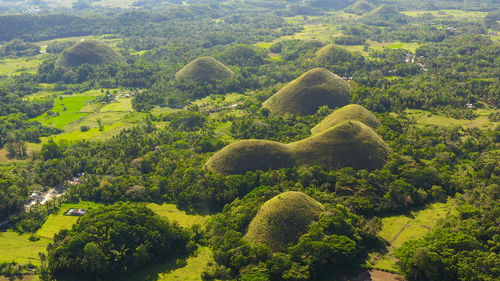 High angle view of trees in forest