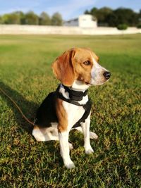 Dog looking away on field