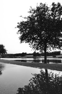 Reflection of trees in water