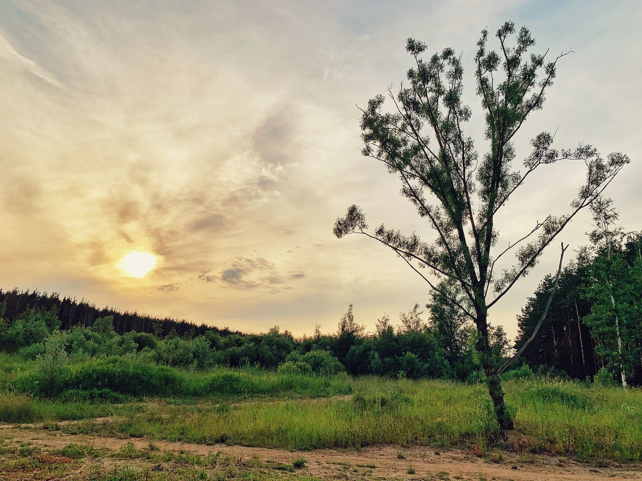 PLANTS ON FIELD AGAINST SKY DURING SUNSET