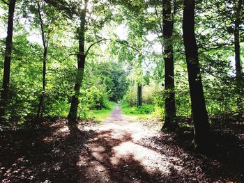 Dirt road passing through forest