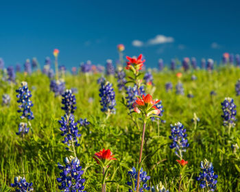 Close-up of multi colored flowers