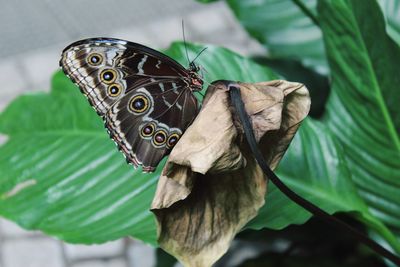 Close-up of butterfly on leaves