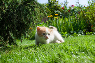 Portrait of a cat on grass