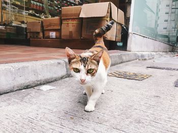 Portrait of cat