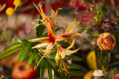 Close-up of red flowering plant