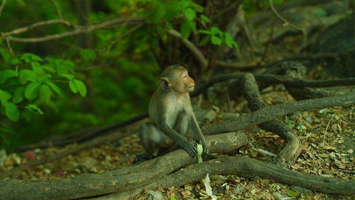 Monkey sitting on tree branch