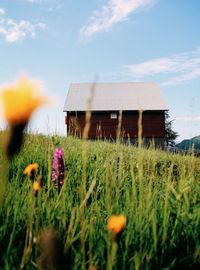 Flowering plants on field against sky