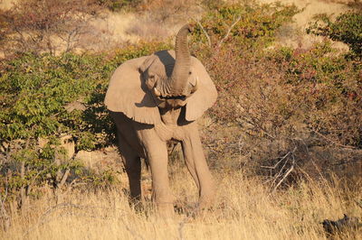 Elephant against trees on field