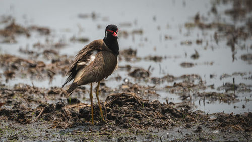 Bird perching on a shore