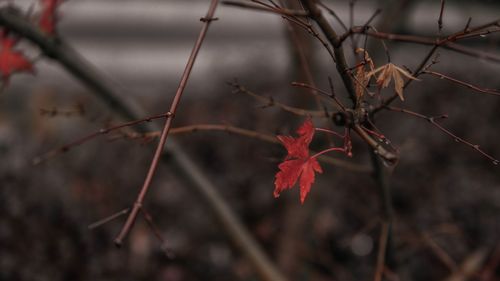 Close-up of dry maple leaves on branch