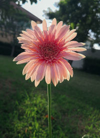 Close-up of orange flower on field