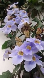 Close-up of purple flowers