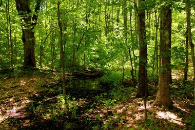 Trees in forest