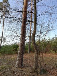 Bare trees on field in forest against sky