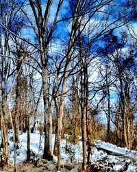 Bare trees on snow covered landscape