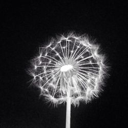 Close-up of dandelion