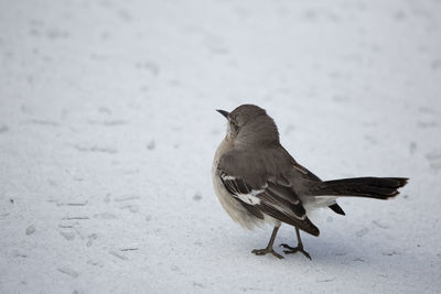 Close-up of bird perching on snow