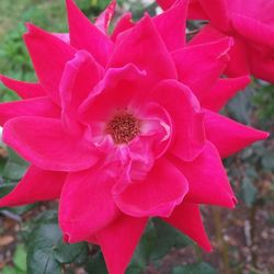 Close-up of pink flowers