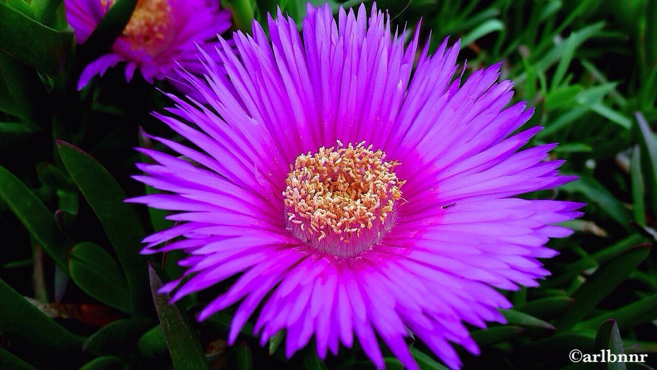 flower, petal, freshness, flower head, fragility, growth, pink color, beauty in nature, close-up, blooming, pollen, nature, purple, plant, single flower, in bloom, high angle view, focus on foreground, pink, park - man made space