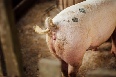 Close-up of cow in pen