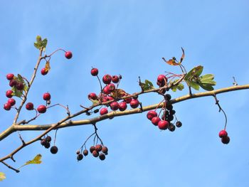 Low angle view of berries on tree against blue sky