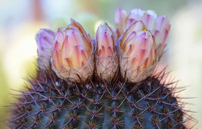 Close-up of cactus plant