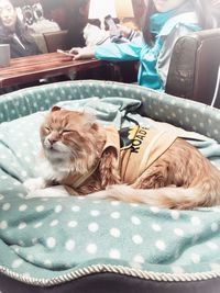 High angle view of cat sitting on pet bed